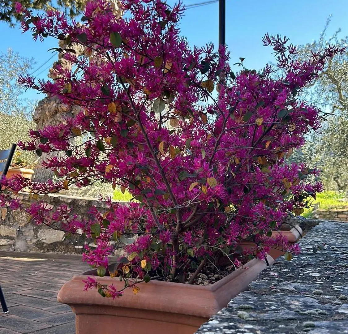 Borgo A Monti Di Sotto Villa Gaiole in Chianti Italië